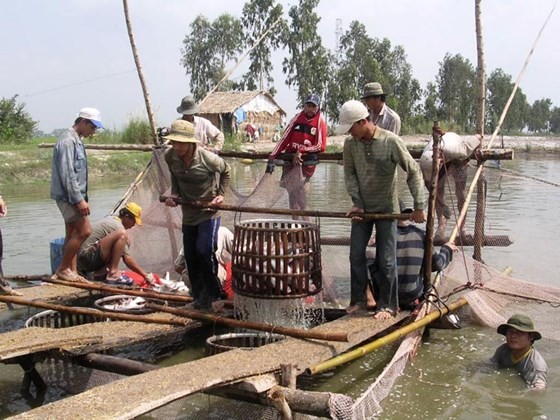 ​The prices of pangasius fish unexpectedly dropped, raising concern among pangasius fish farmers. (Photo: SGGP)