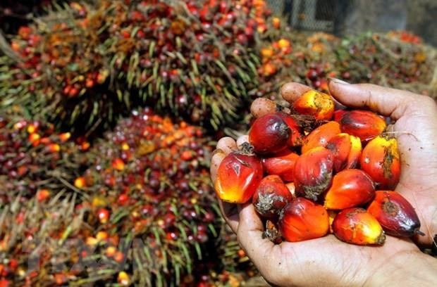 Fruit palm at a garden in Medan, Indonesia (Photo: AFP/VNA)