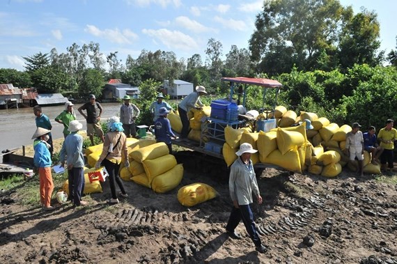 Farmers harvest the winter-spring rice crop in Mekong Delta provinces. (Photo: SGGP)