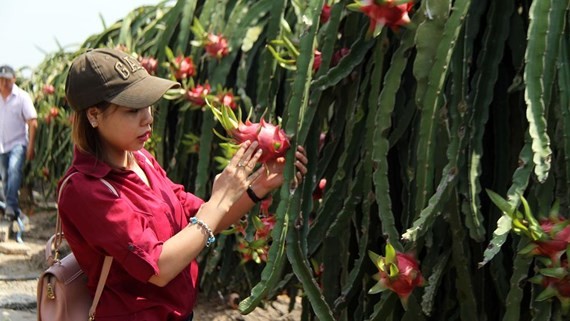 Dragon fruits in Long An