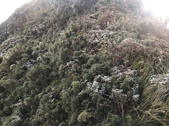 A frost-covered forest in Lao Cai province 