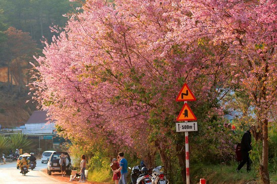 Wild himalayan cherry lures visitors to Da Lat city ảnh 3