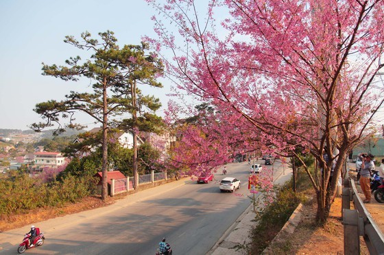 Wild himalayan cherry lures visitors to Da Lat city ảnh 6