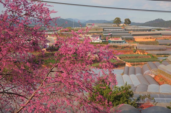 Wild himalayan cherry lures visitors to Da Lat city ảnh 7