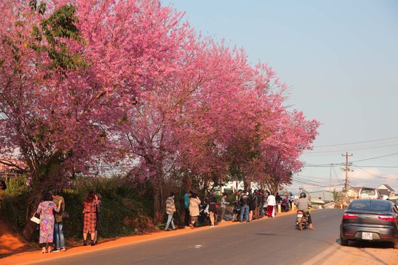 Wild himalayan cherry lures visitors to Da Lat city ảnh 1