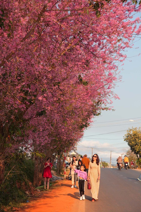 Wild himalayan cherry lures visitors to Da Lat city ảnh 9