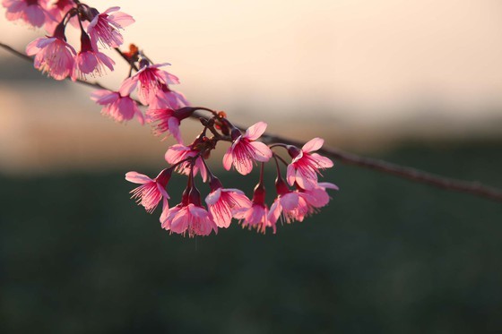 Wild himalayan cherry lures visitors to Da Lat city ảnh 14