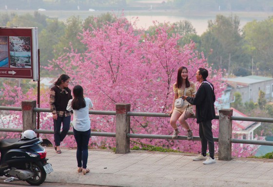 Wild himalayan cherry lures visitors to Da Lat city ảnh 15