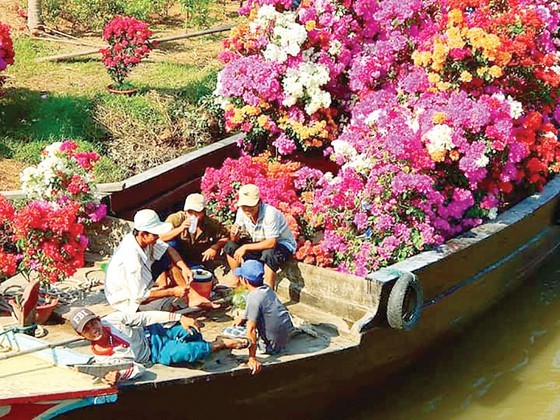 Flower and ornamental plants transported to the market for sale (Photo: SGGP)