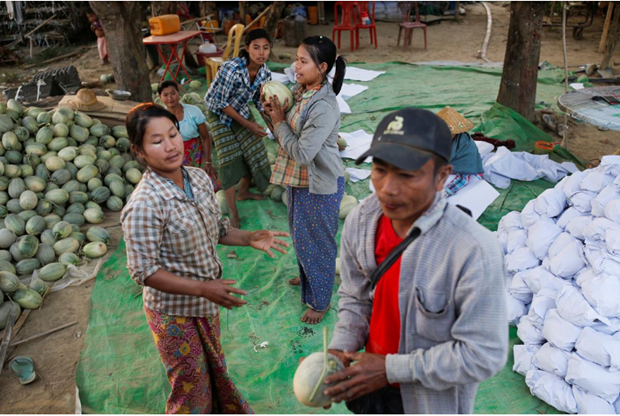 Myanmar watermelon farmers (Photo: Reuters)