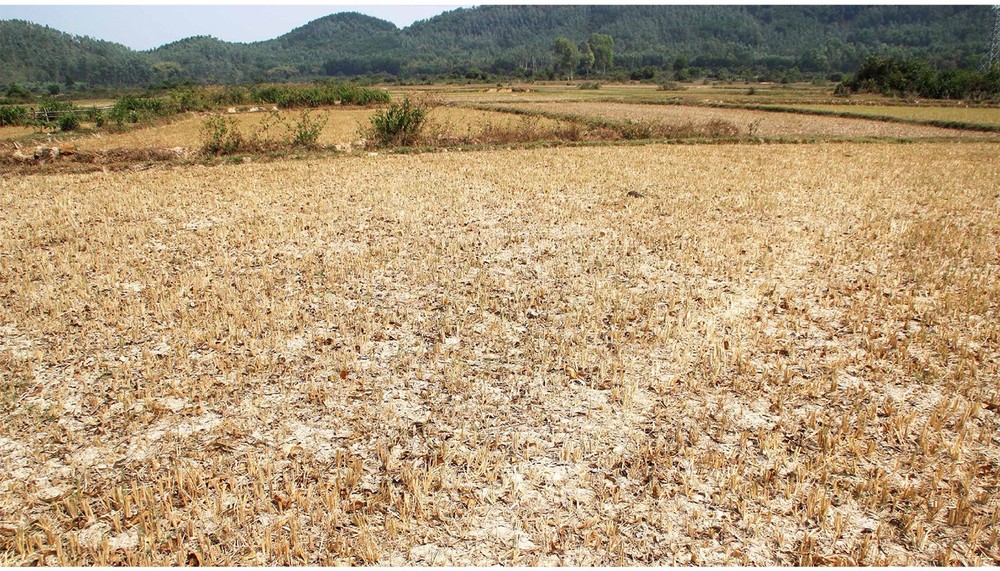 A drought hit rice field in Binh Dinh Province (Photo: SGGP)