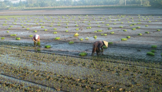 Taking advantage of salt intrusion reduction, farmers in the Mekong Delta have sped up summer autumn rice crop cultivation (Photo: SGGP)