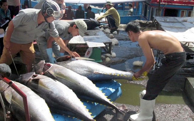 Tuna transported for sale in Khanh Hoa Province. The EU will eliminate tariffs on fresh and frozen Vietnamese tuna products once the European-Vietnam Free Trade Agreement comes into effect in August. Photo courtesy of VASEP