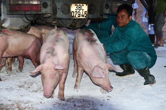 Gilts imported from Thailand to Vietnam through Lao Bao Border Gate in Quang Tri Province will be quarantined before being transported to farms for repopulation (Photo: the Ministry of Agriculture and Rural Development)