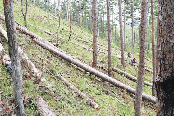 Forests cut down for agricultural purpose in Central Highlands, Central region ảnh 1 Forests cut down for agricultural purpose in Central Highlands, Central region ảnh 1