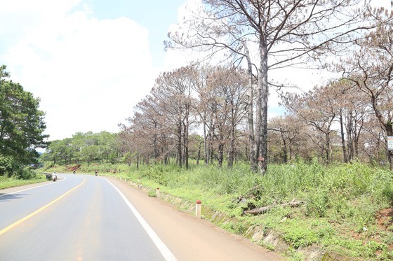 Forests cut down for agricultural purpose in Central Highlands, Central region ảnh 2 Forests cut down for agricultural purpose in Central Highlands, Central region ảnh 2