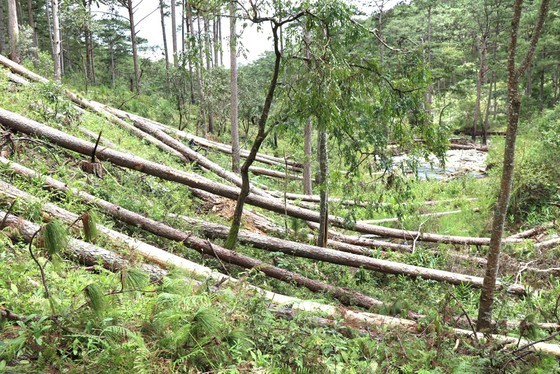 Forests assigned to a company in Lam Dong got cut down