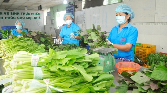 Vegetable processing at Phuoc An Cooperative, Binh Chanh District, HCMC. Photo by Cao Thang/ SGGP