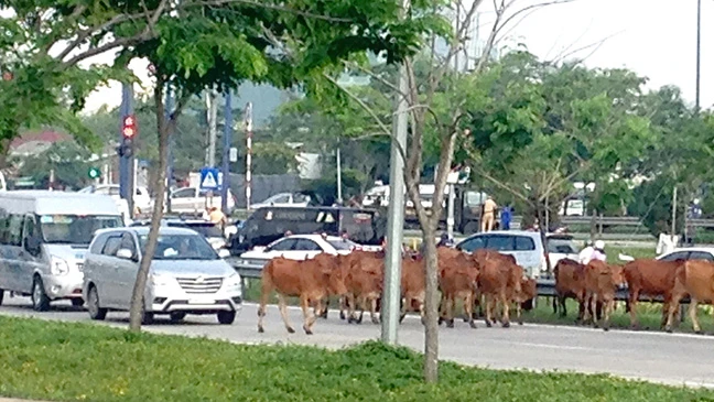 Thả bò trên giao lộ