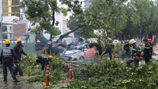 Cổ thụ bật gốc đè ô tô, 1 người trọng thương  ảnh 2