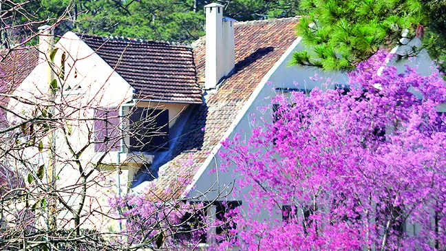 Đà Lạt vào mùa hoa dại ảnh 3 Đà Lạt vào mùa hoa dại ảnh 3