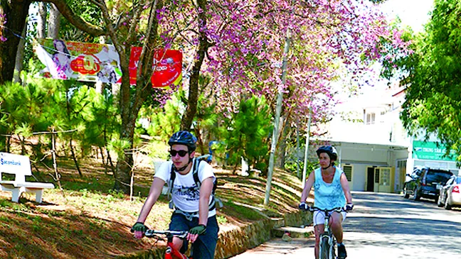 Đà Lạt vào mùa hoa dại ảnh 4 Đà Lạt vào mùa hoa dại ảnh 4