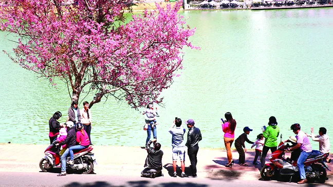 Đà Lạt vào mùa hoa dại ảnh 5 Đà Lạt vào mùa hoa dại ảnh 5
