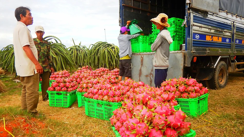 Người dân tỉnh Bình Thuận đang rất kỳ vọng vào vụ thanh long Tết Nguyên đán 2018