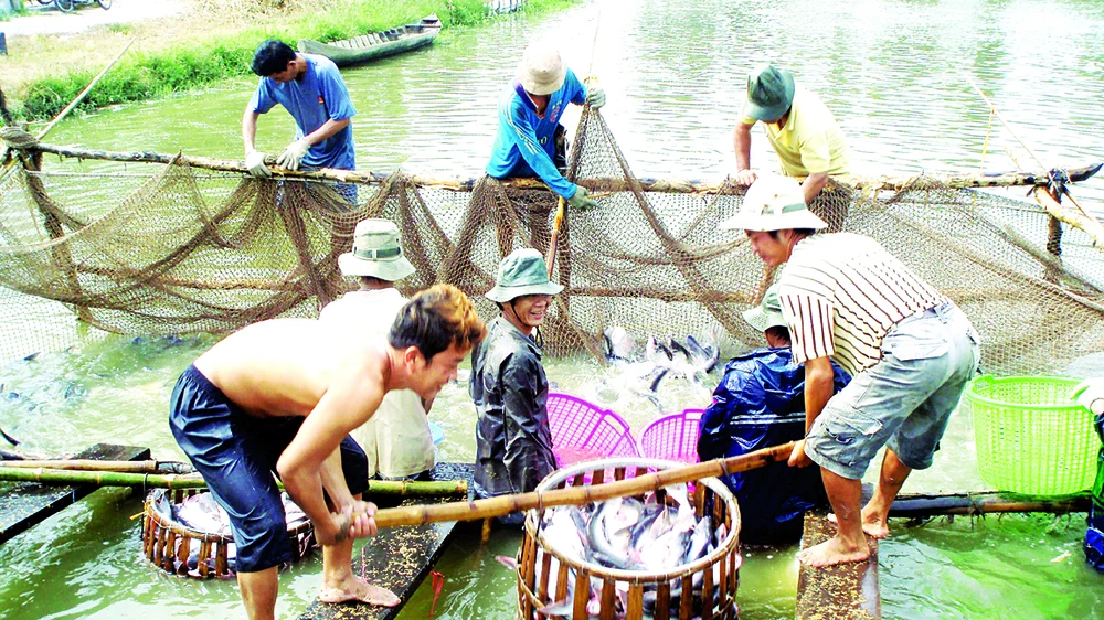 Ào ạt nuôi cá tra sẽ dẫn đến thừa nguyên liệu