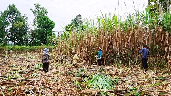 Thu hoạch mía ở ĐBSCL