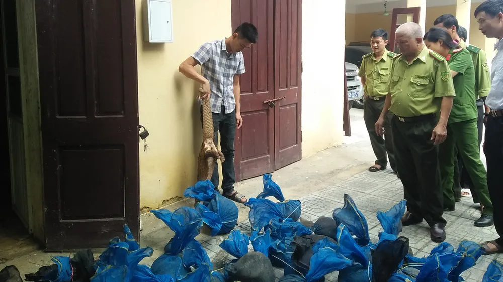 Phát hiện vụ vận chuyển tê tê lớn nhất từ trước đến nay tại Thanh Hóa ảnh 1