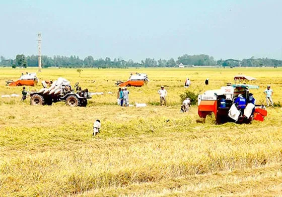 Cánh đồng mẫu lớn là mô hình sản xuất hiện đại giúp doanh nghiệp và nông dân gắn kết. 