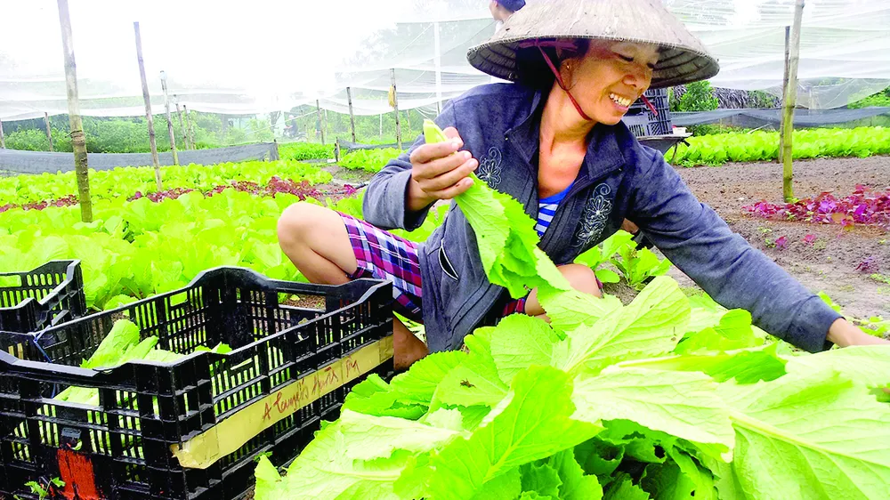 Thu hoạch rau tại một HTX trên địa bàn xã Xuân Thới Thượng, huyện  Hóc Môn, TPHCM 