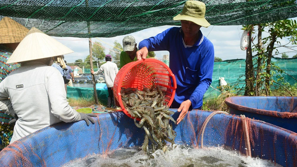 Thu hoạch tôm ở Cà Mau