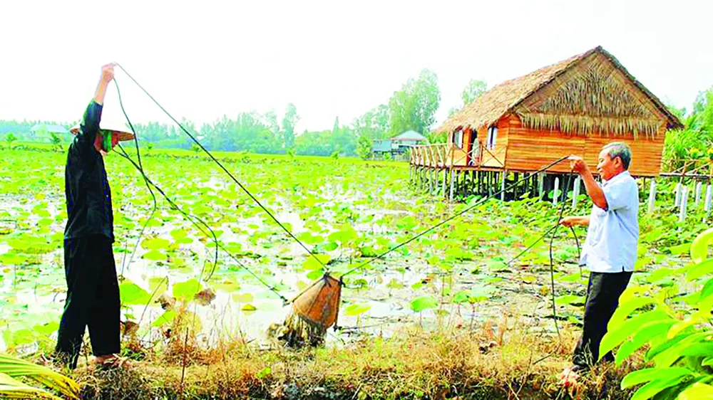 Homestay ở Tam Nông ảnh 4