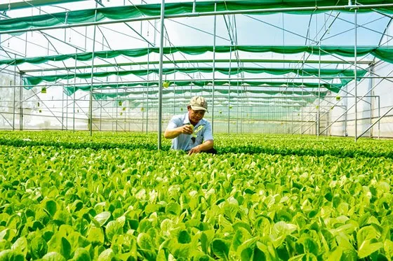 Trồng rau màu công nghệ cao ở An Giang. 