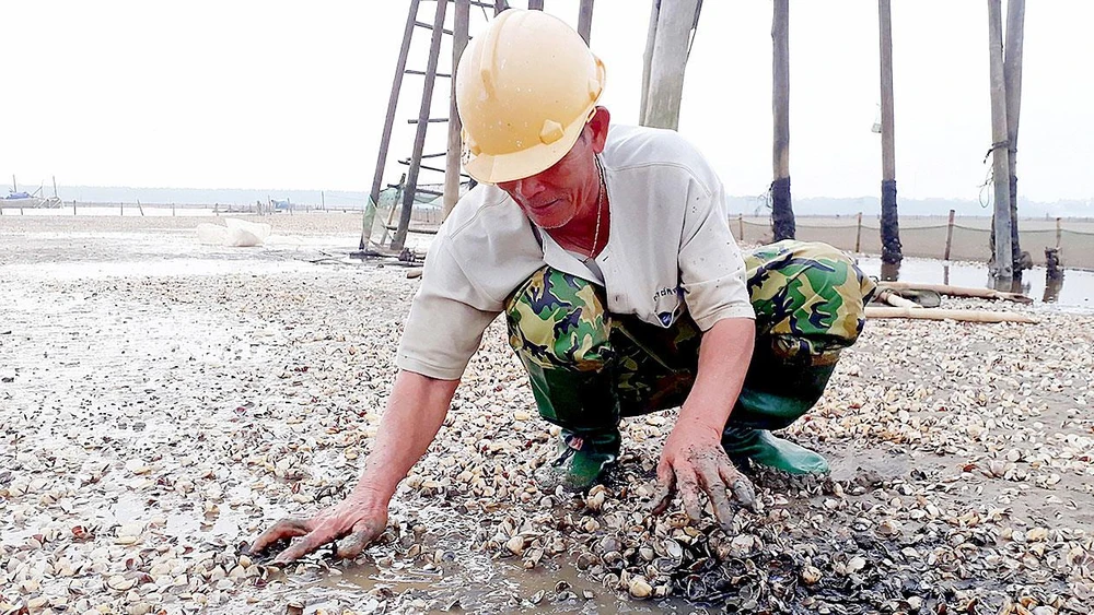 Nghêu chết hàng loạt tại xã Hải Lộc, người nuôi nghêu trắng tay