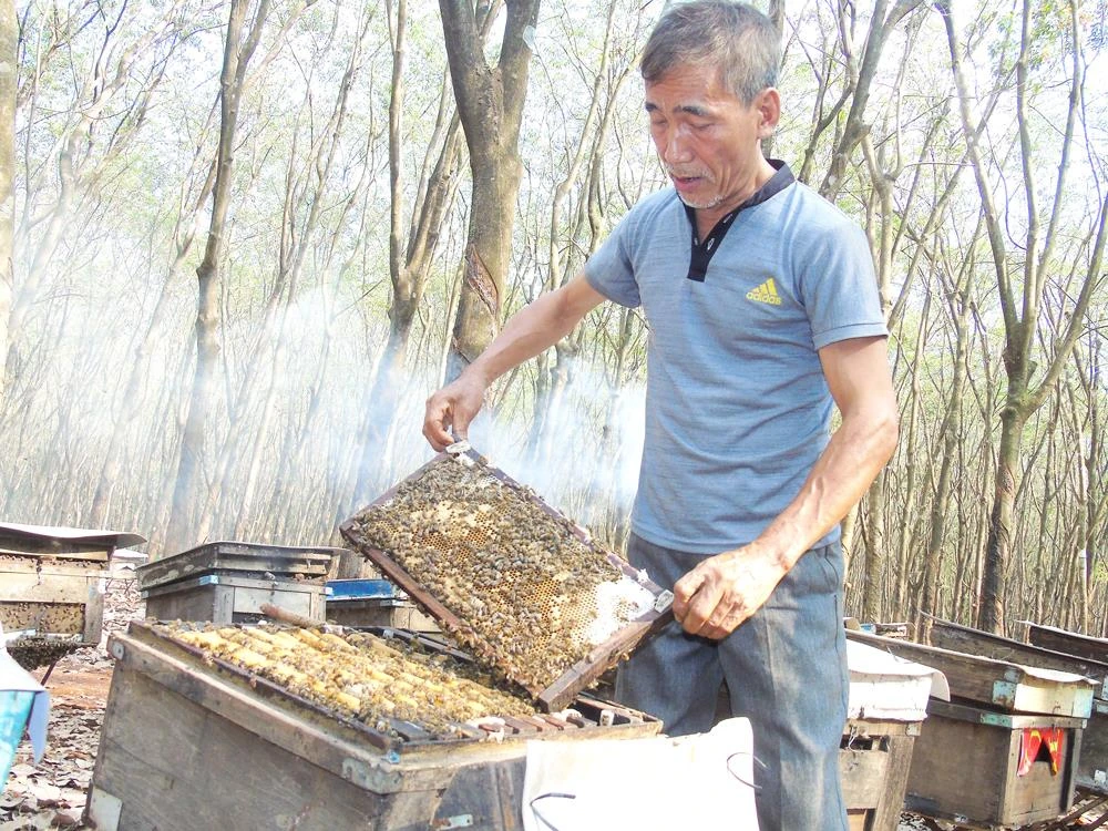 Nuôi ong lấy mật dưới tán rừng cao su 