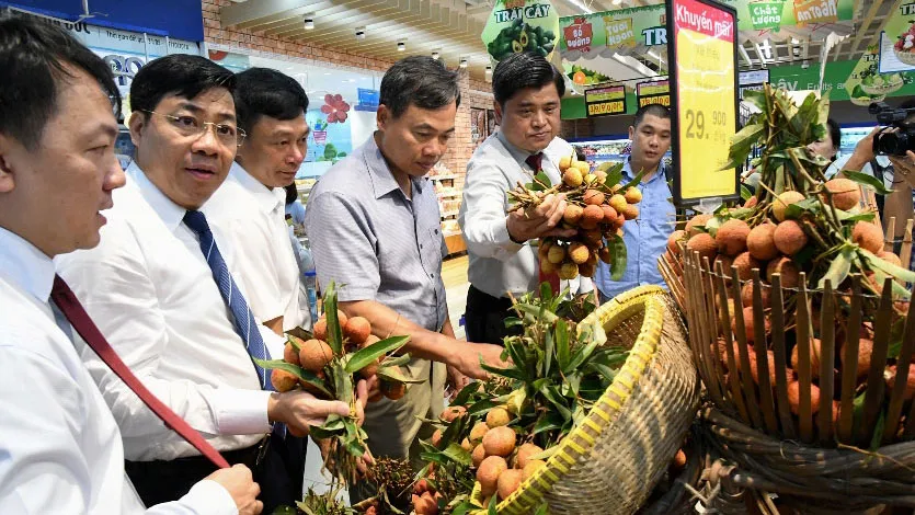 Nhiều hệ thống bán lẻ đã tiến hành thu mua trực tiếp vải thiều tại tỉnh Bắc Giang