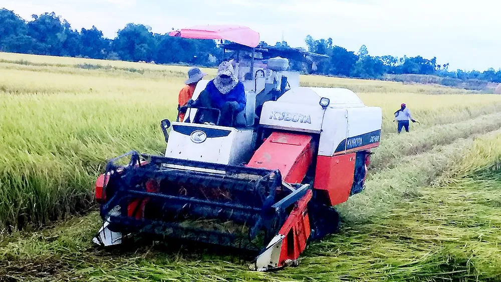 Miền Trung: Tranh thủ thu hoạch lúa