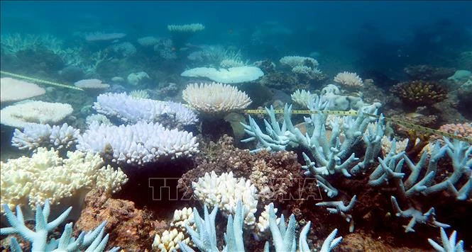 San hô tại rạn san hô Great Barrier Reef, ngày 19-4-2018. Ảnh: AFP/TTXVN