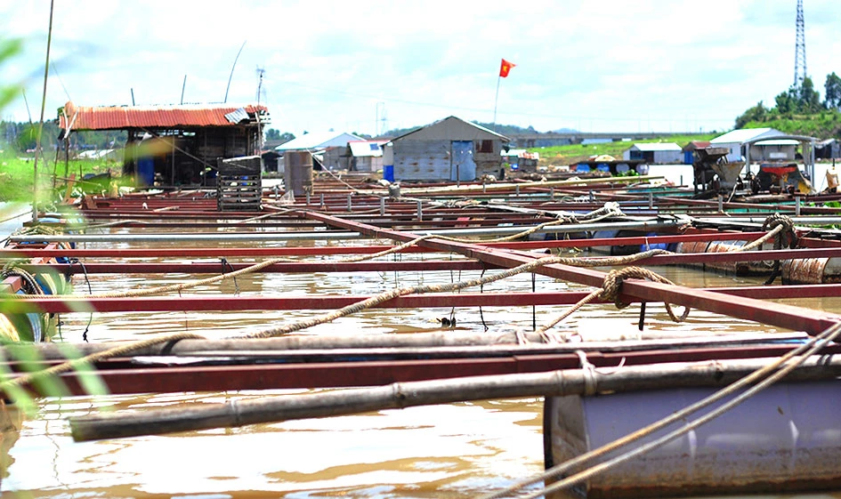 Nuôi cá lồng bè tự phát trên sông La Ngà là một trong những nguyên nhân khiến sông Đồng Nai ô nhiễm