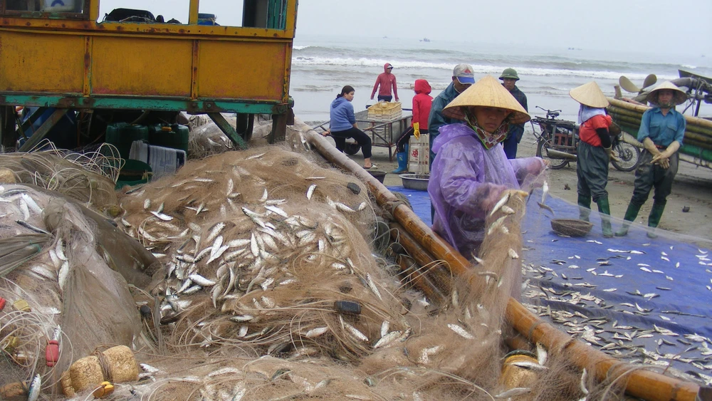 Bè mảng của ngư dân vào bờ đầy ắp cá trích