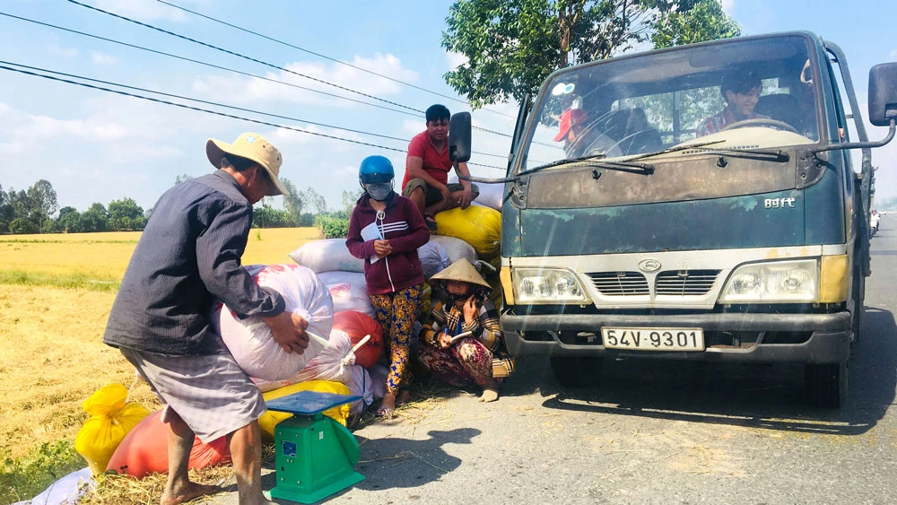 Nông dân ĐBSCL bán lúa tại ruộng 