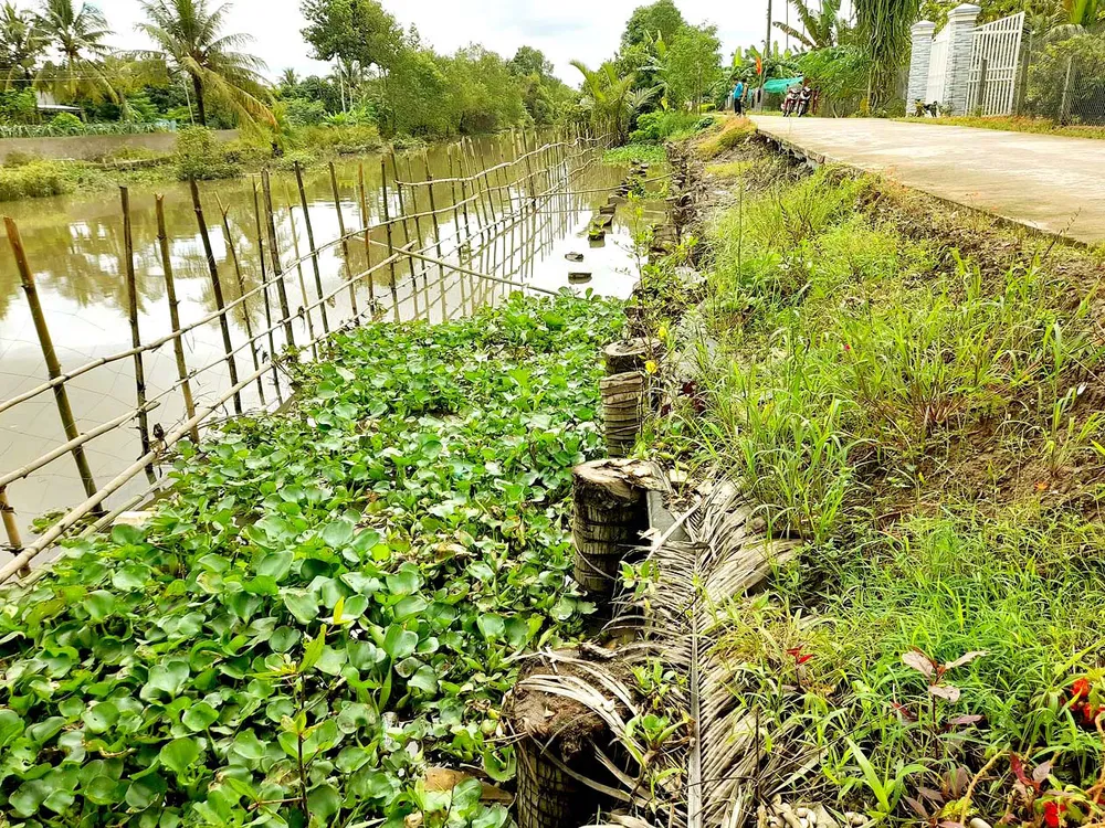 Nông dân chung tay phòng chống sạt lở ở xã Đông Phước A, huyện Châu Thành, tỉnh Hậu Giang
