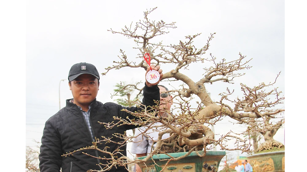 Cây mai hàng chục năm với dáng thế độc đáo tại hội thi