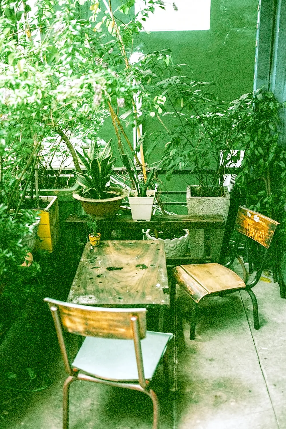Góc nhỏ màu xanh trong gia đình nuôi dưỡng những câu chuyện đẹp. Ảnh: KHANH TRỊNH