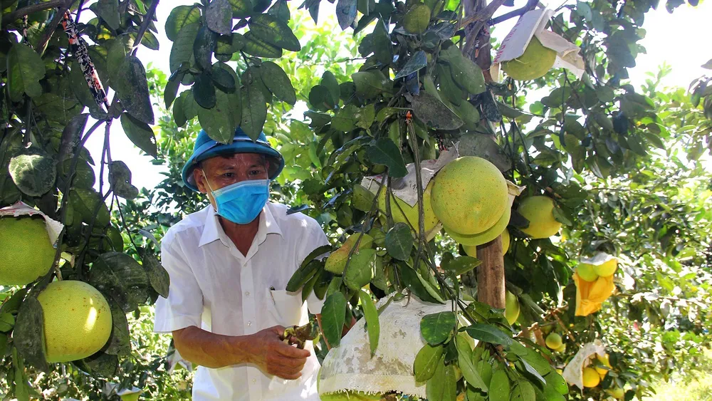 Kết nối tiêu thụ trên 17.000 tấn bưởi Phúc Trạch