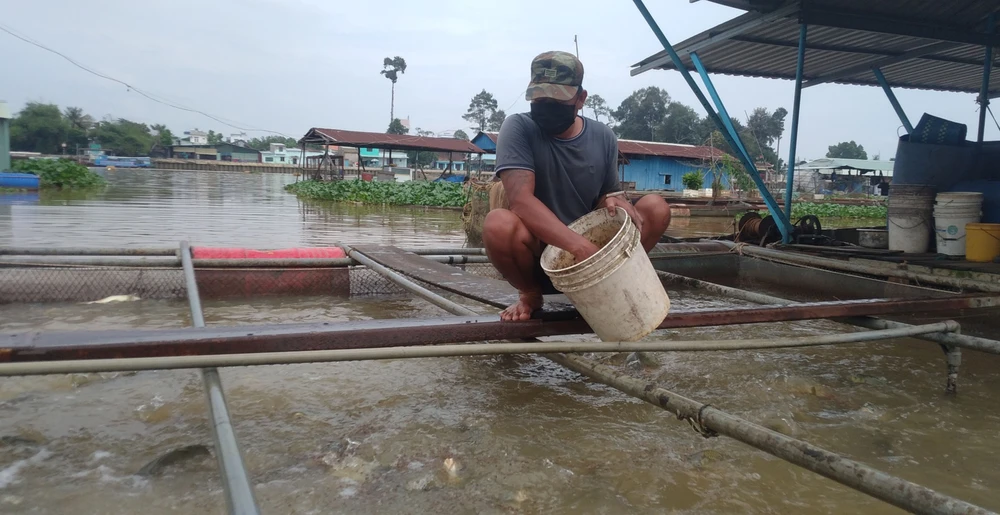 Người dân làng cá Tân Mai, TP Biên Hòa lo lắng vì giá cám liên tục tăng 