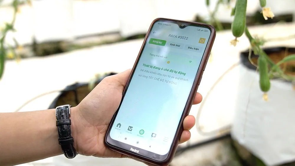 Sắc màu rau, củ ảnh 3